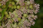 Common milkweed